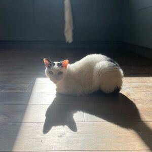 Meet your Posher, TK